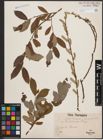 Foto von Salix cinerea L. x Salix purpurea L.
